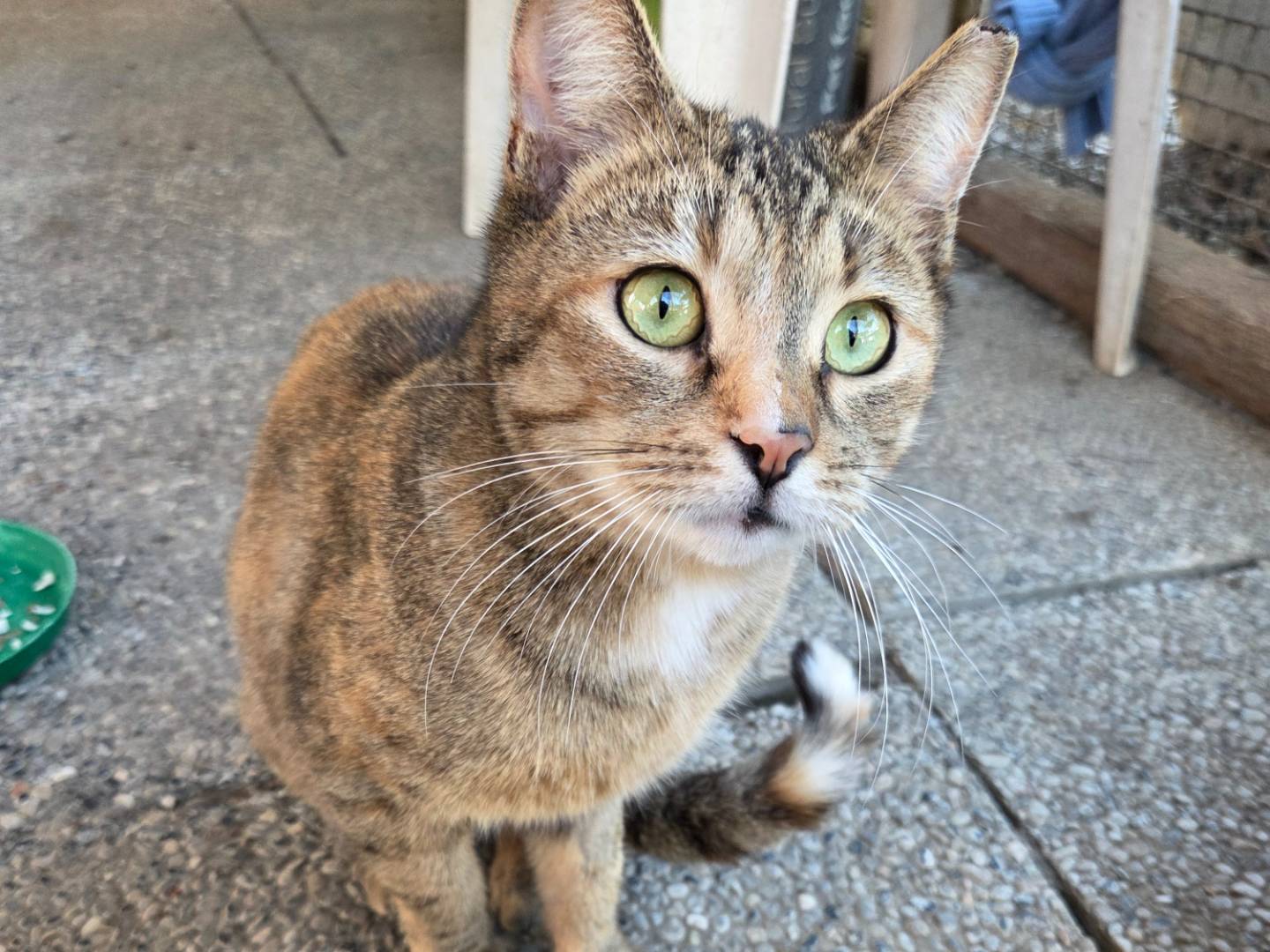 Vuoi adottare un gatto a Parma?