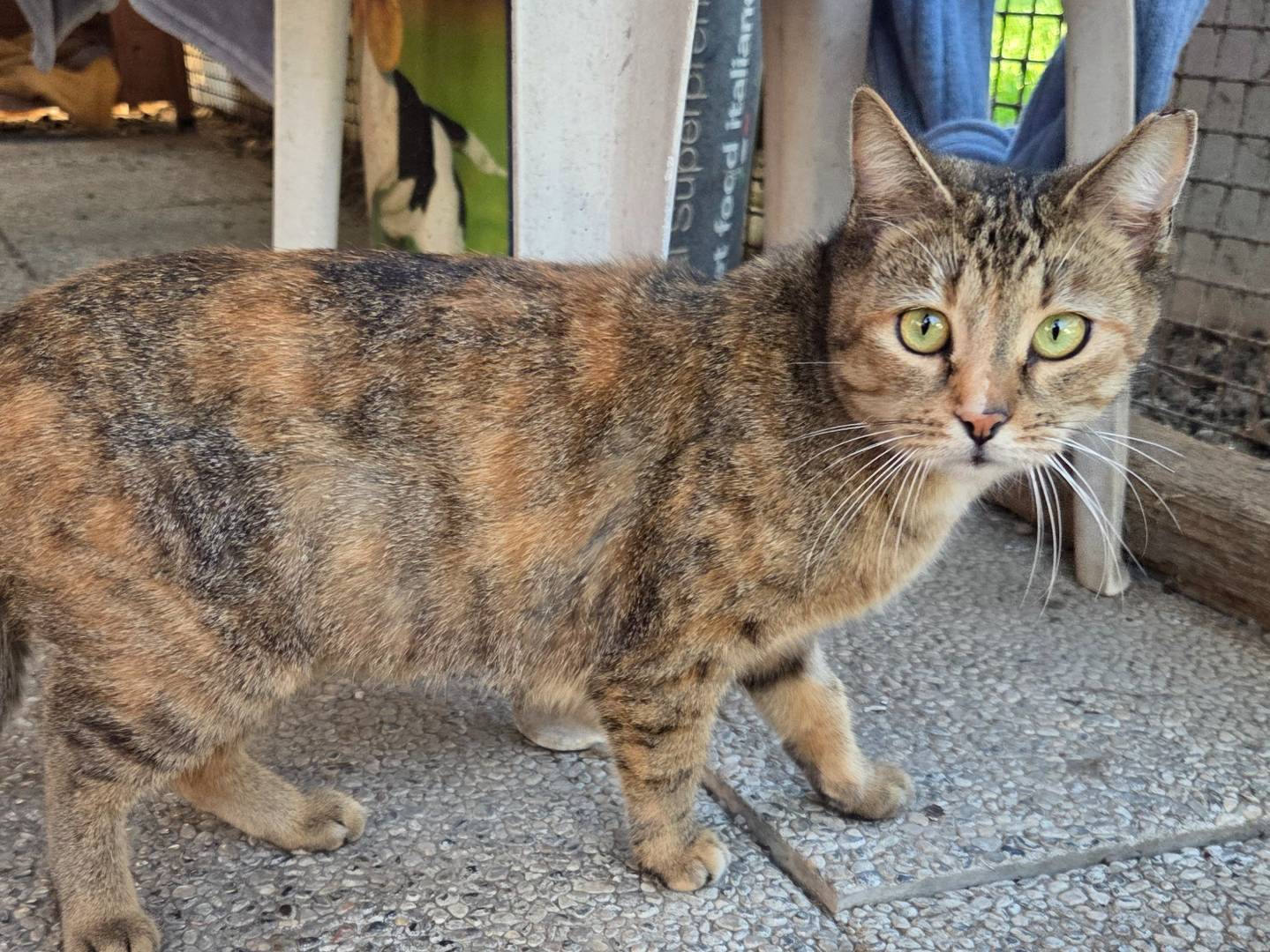 Adotta un gatto, femmina, 1 anno e 5 mesi, Parma