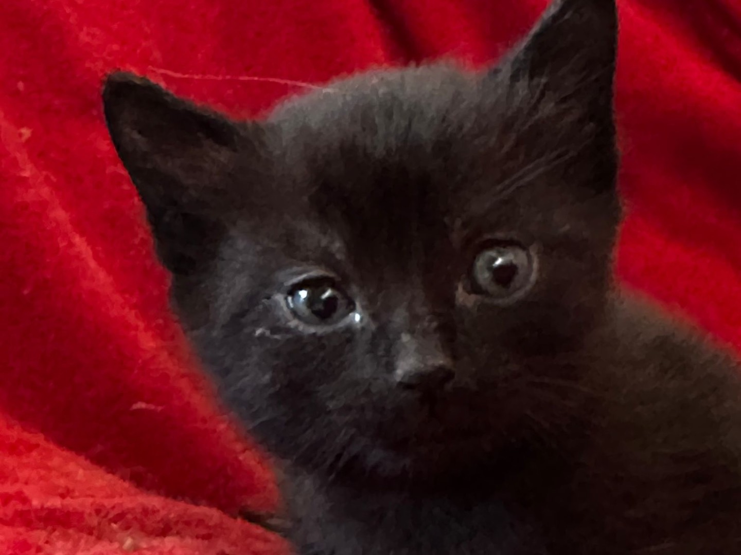 Adotta un gatto, maschio, 2 settimane, Latina