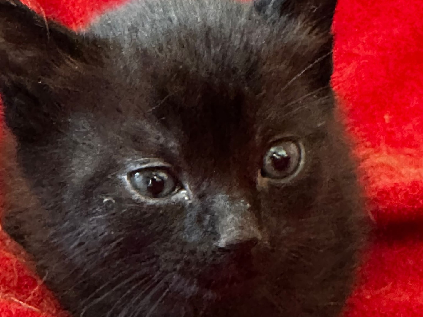 Adotta un gatto, taglia non valida, maschio, Latina