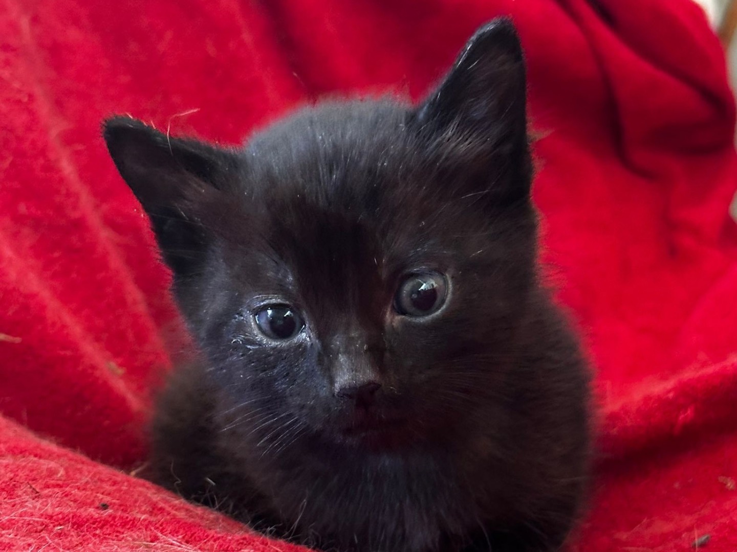 Adozione gatto, maschio, Razza sconosciuta Razza sconosciuta, 2 settimane, taglia non valida, Latina