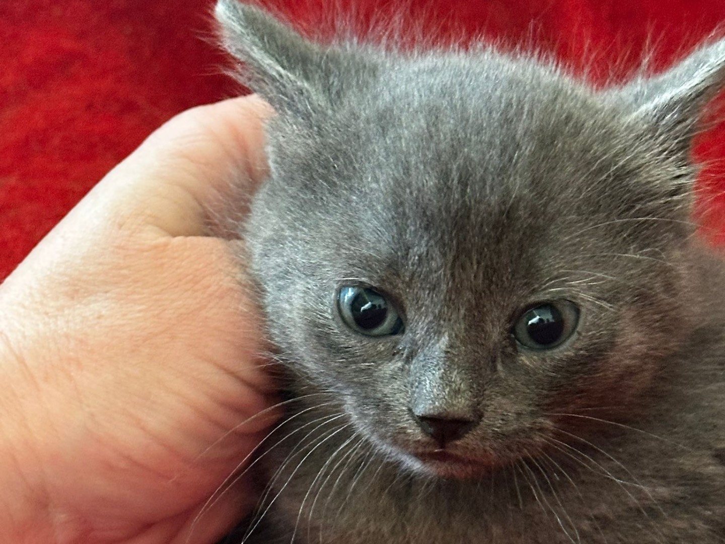 Adotta un gatto, taglia non valida, maschio, Latina
