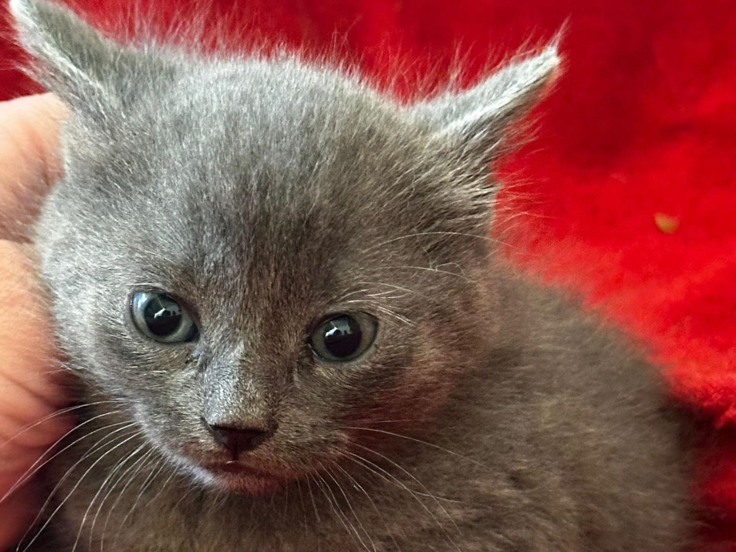 Vuoi adottare un gatto a Latina?