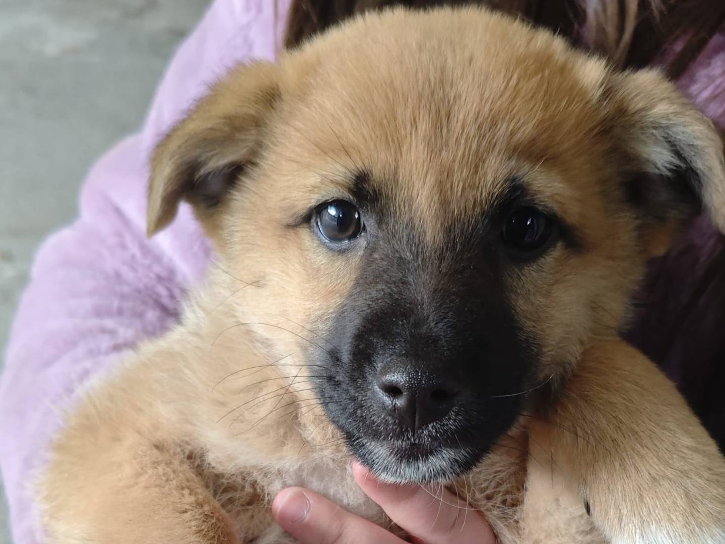 Adozione cane, maschio, Razza sconosciuta Razza sconosciuta, 2 mesi, taglia media, Caserta