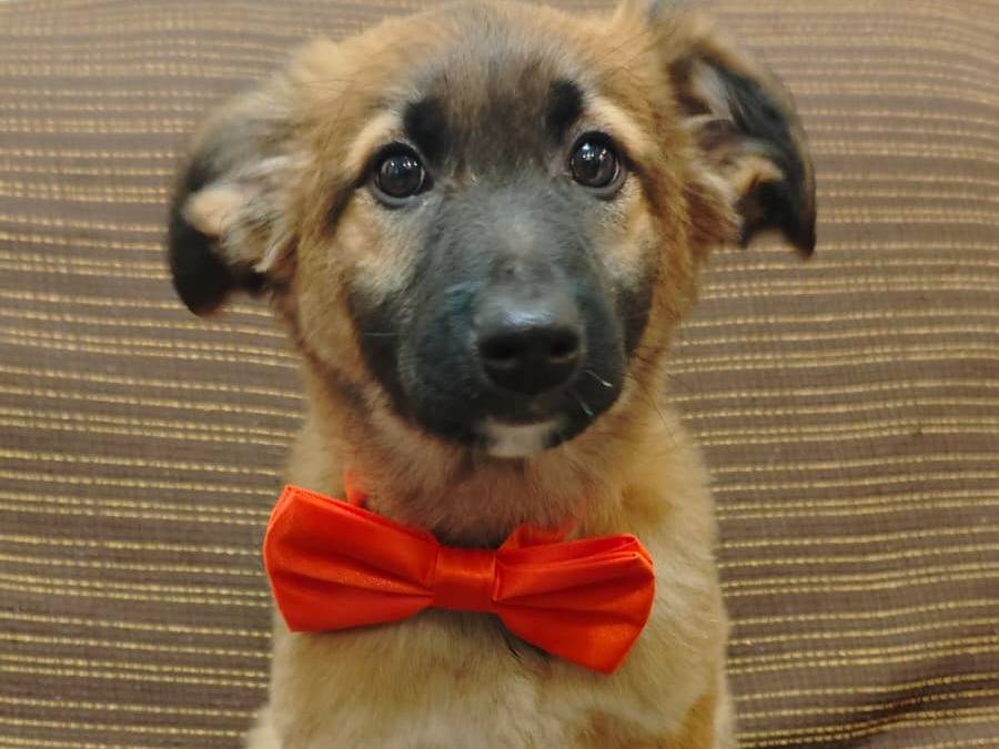 Adotta un cane, maschio, 2 mesi, Caserta