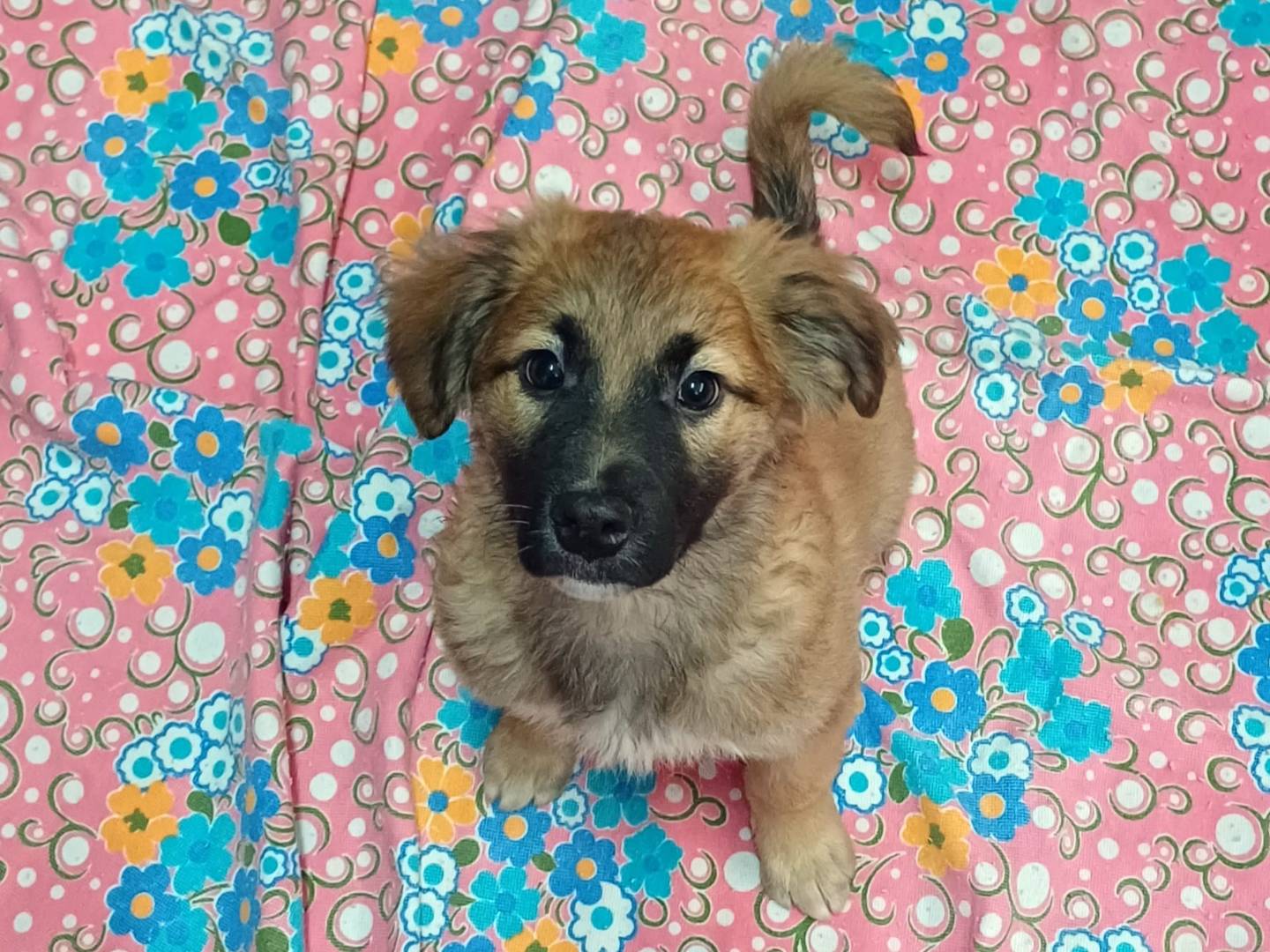 Adozione cane, maschio, Razza sconosciuta Razza sconosciuta, 2 mesi, taglia media, Caserta