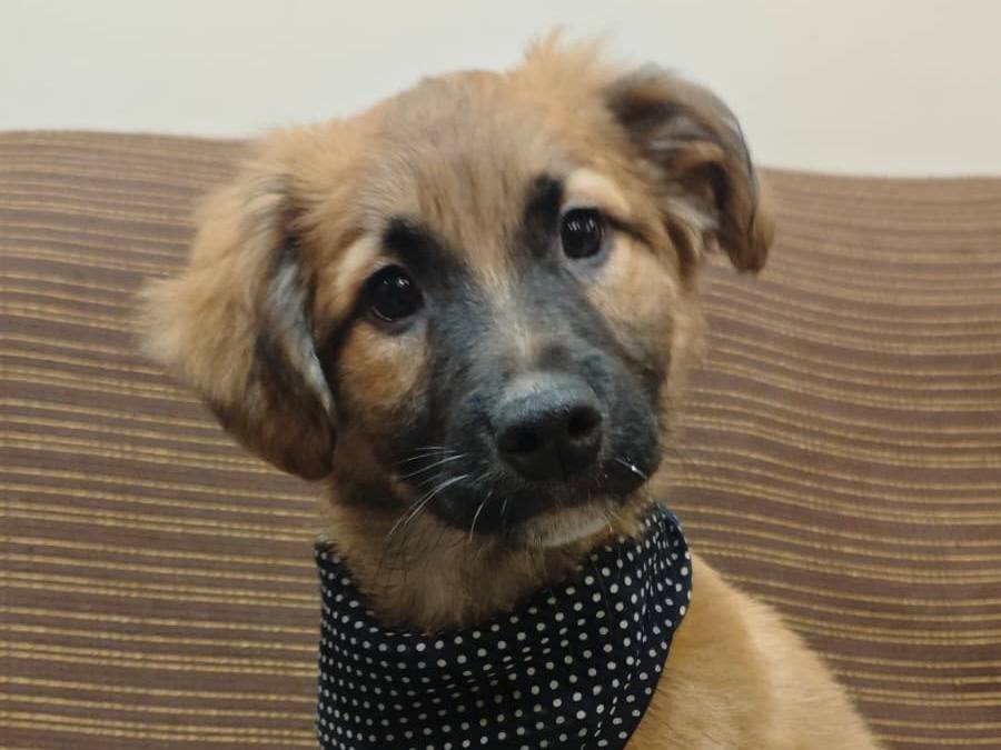 Adotta un cane, maschio, 2 mesi, Caserta