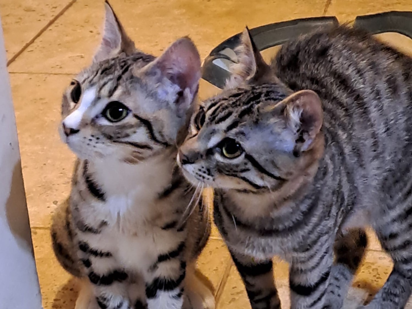 Adozione gatto, maschio, Razza sconosciuta Razza sconosciuta, 6 mesi, taglia non valida, Latina