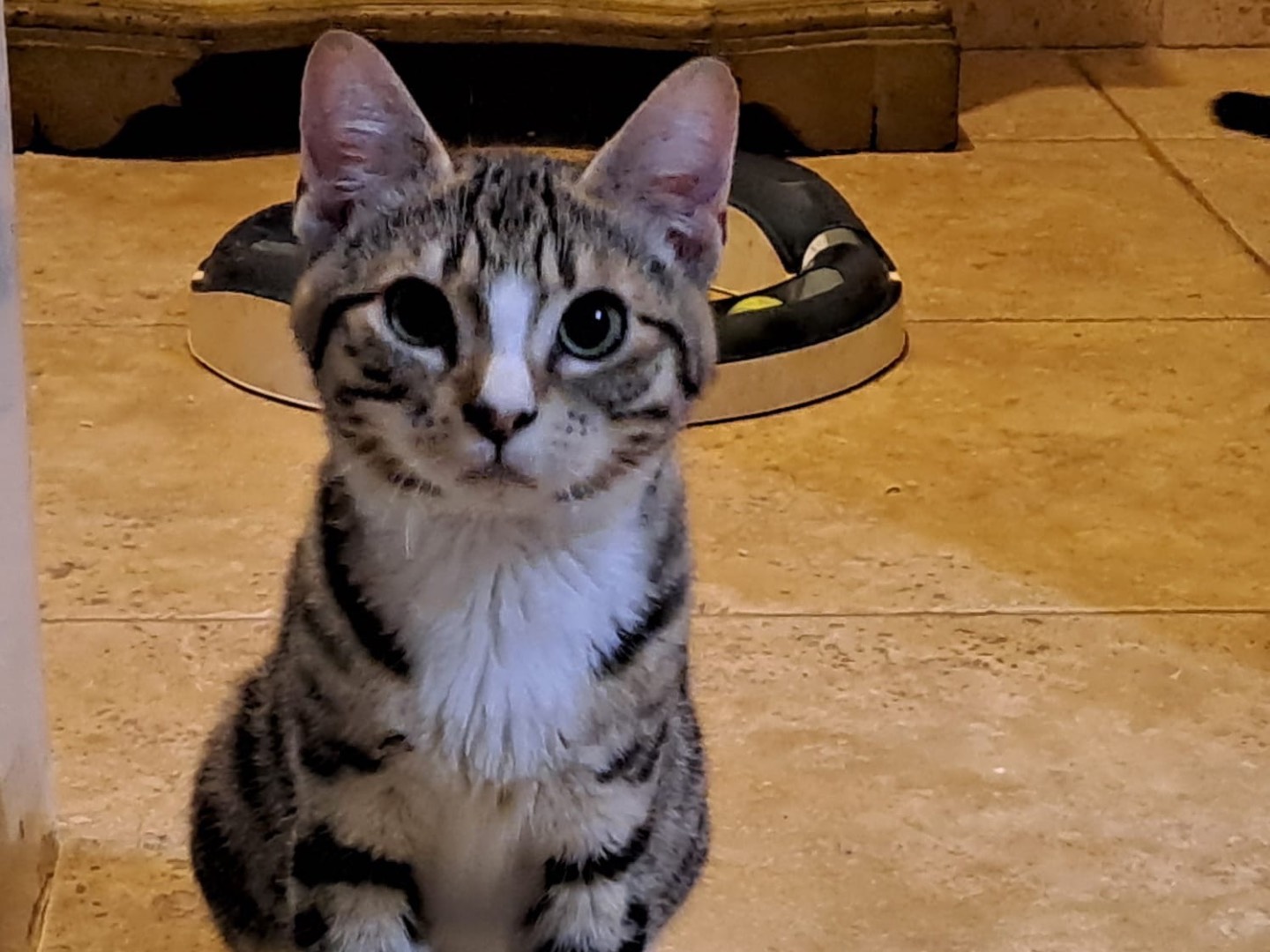 Adotta un gatto, maschio, 6 mesi, Latina