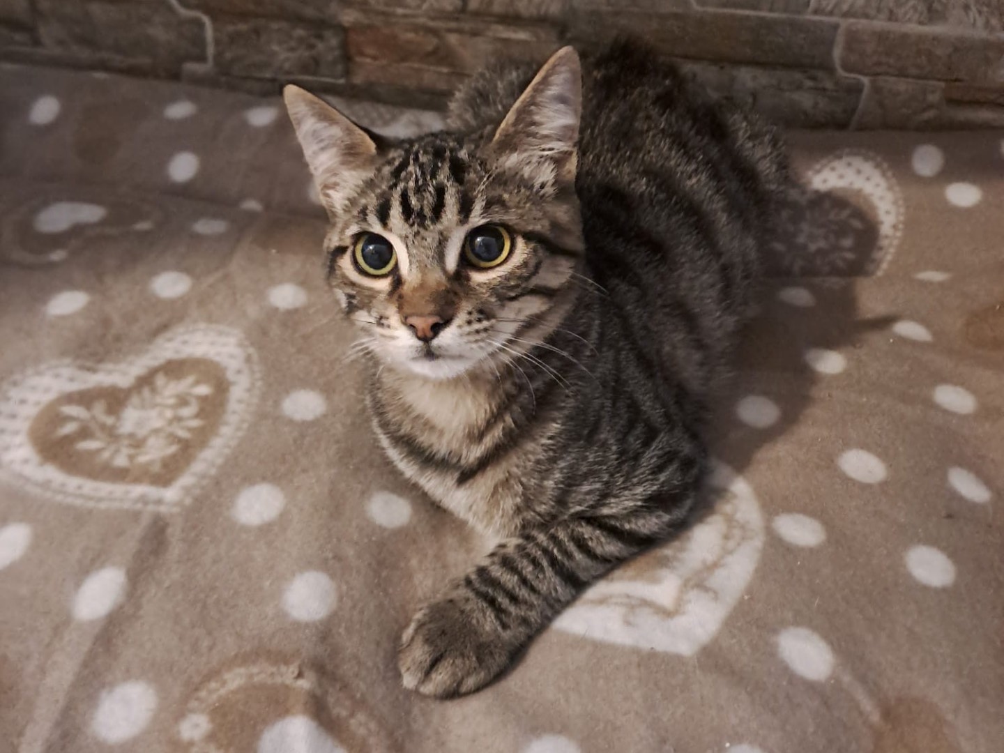 Adotta un gatto, taglia non valida, maschio, Latina