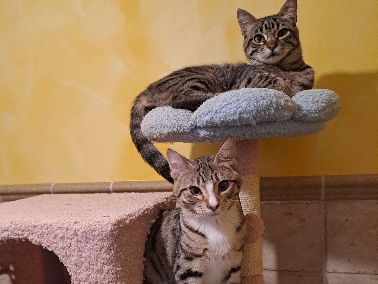 Vuoi adottare un gatto a Latina?