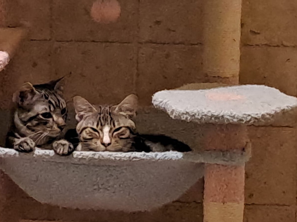 Adotta il gatto Winstin e Paolino a Latina