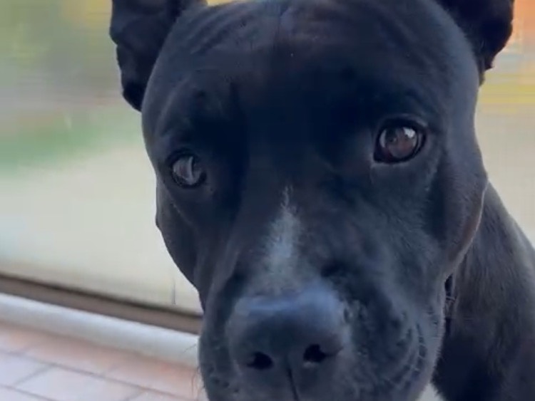 Adotta il cane Leao a Milano