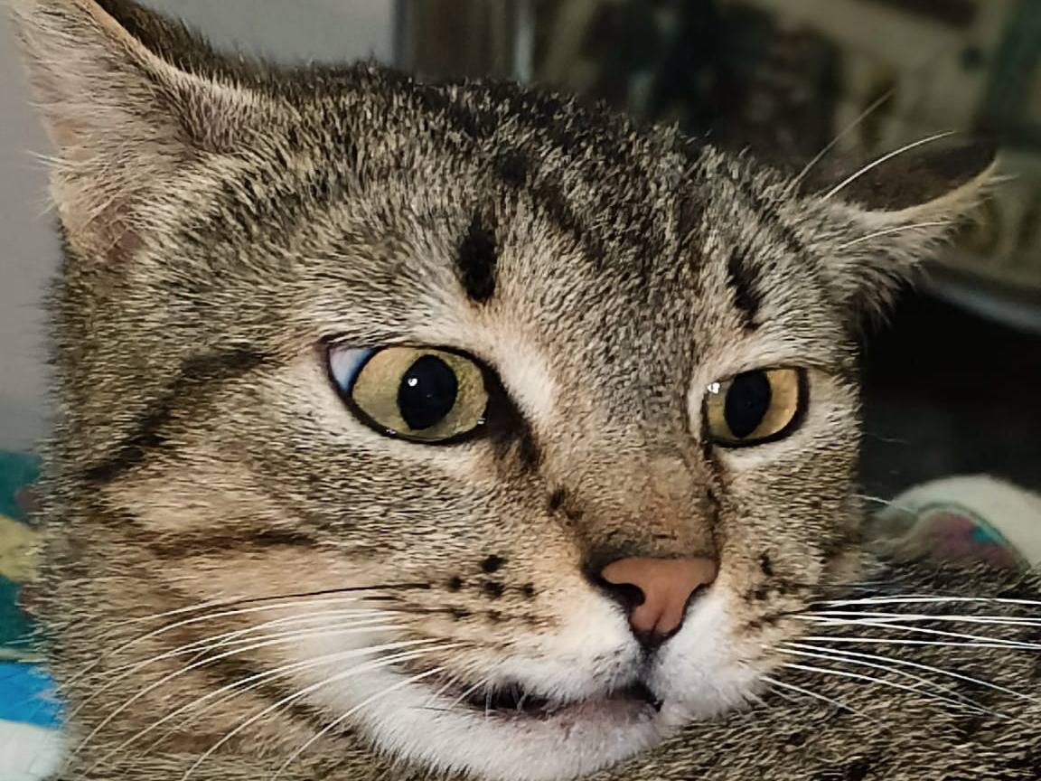 Adozione gatto, femmina, Razza sconosciuta Razza sconosciuta, 2 anni e 7 mesi, taglia non valida, Bari