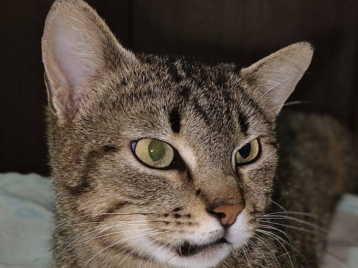 Adotta un gatto, femmina, 2 anni e 7 mesi, Bari