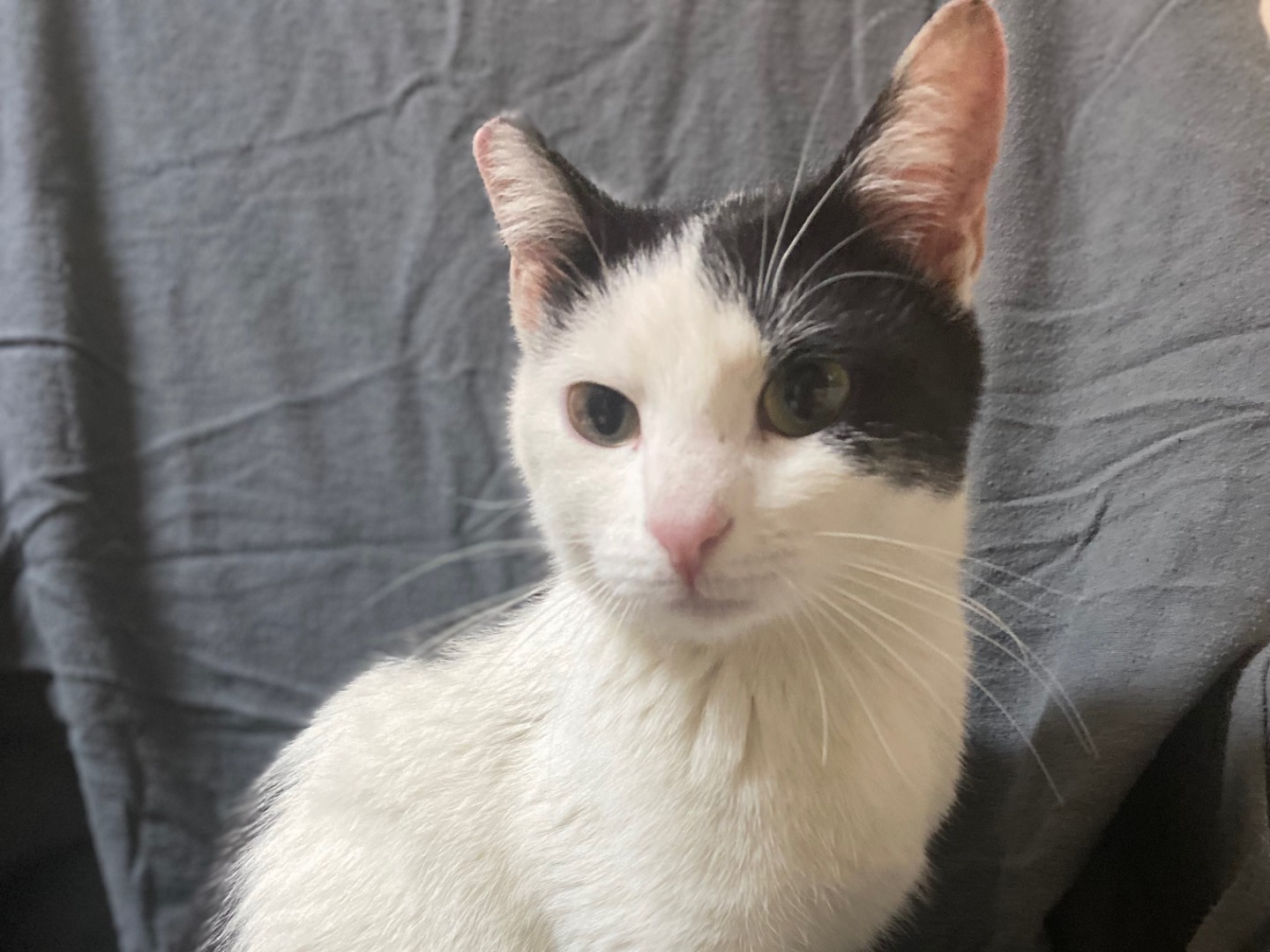 Vuoi adottare un gatto a Taranto?