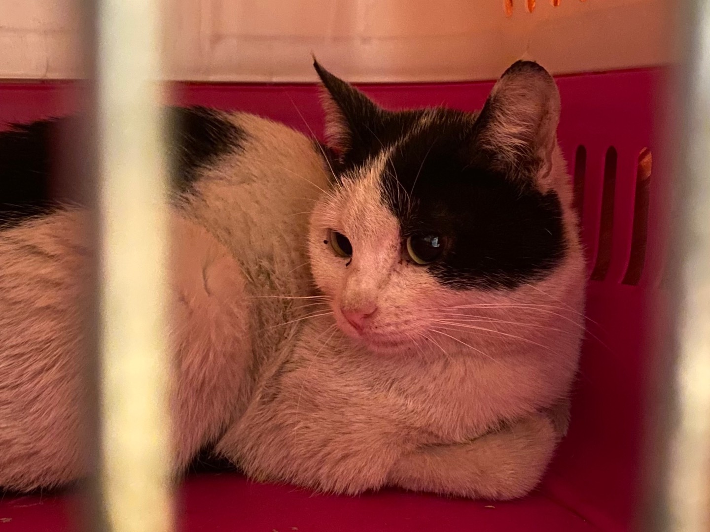 Adotta il gatto Bettina a Taranto