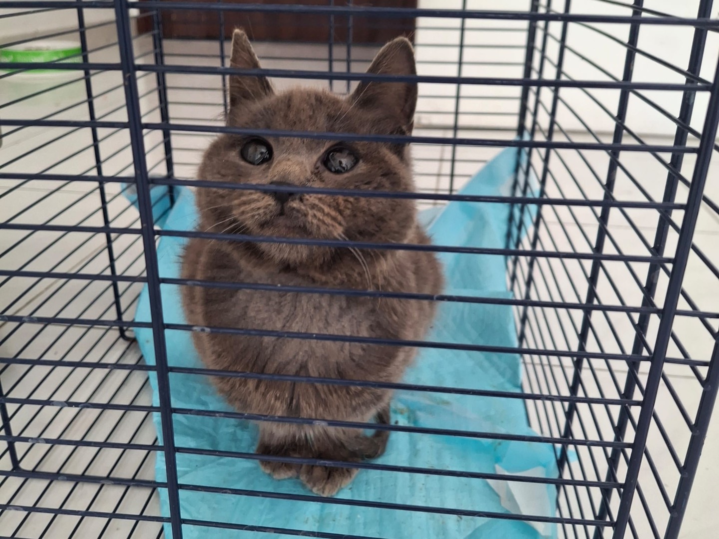 Adozione gatto, maschio, Razza sconosciuta Razza sconosciuta, 11 mesi, taglia non valida, Salerno