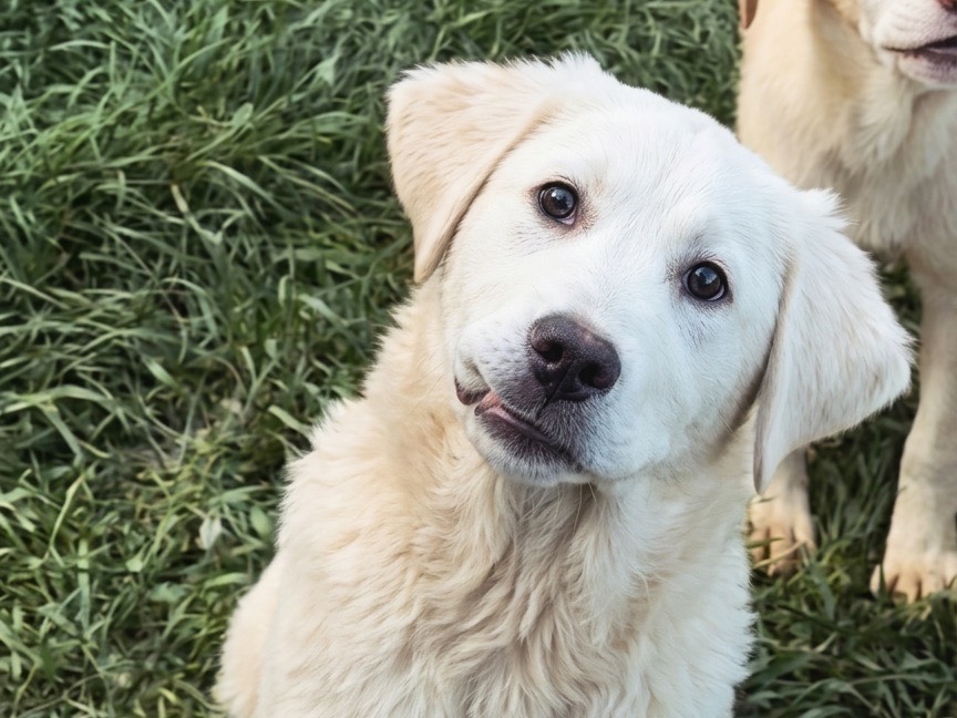 Adotta un cane, maschio, 6 mesi, Potenza