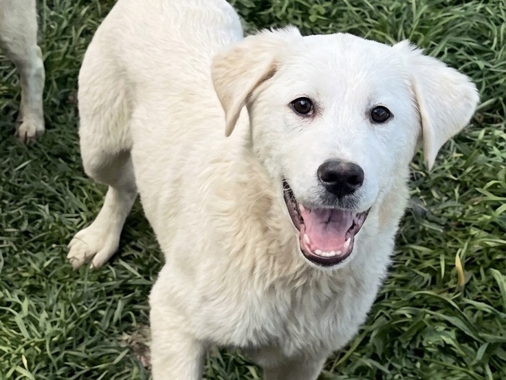 Adotta un cane, taglia grande, maschio, Potenza