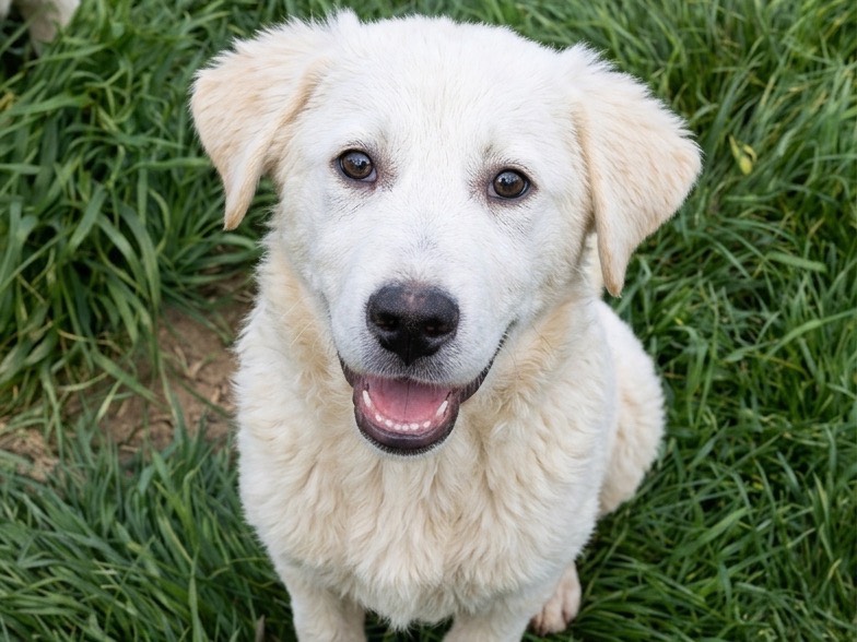 Vuoi adottare un cane a Potenza?