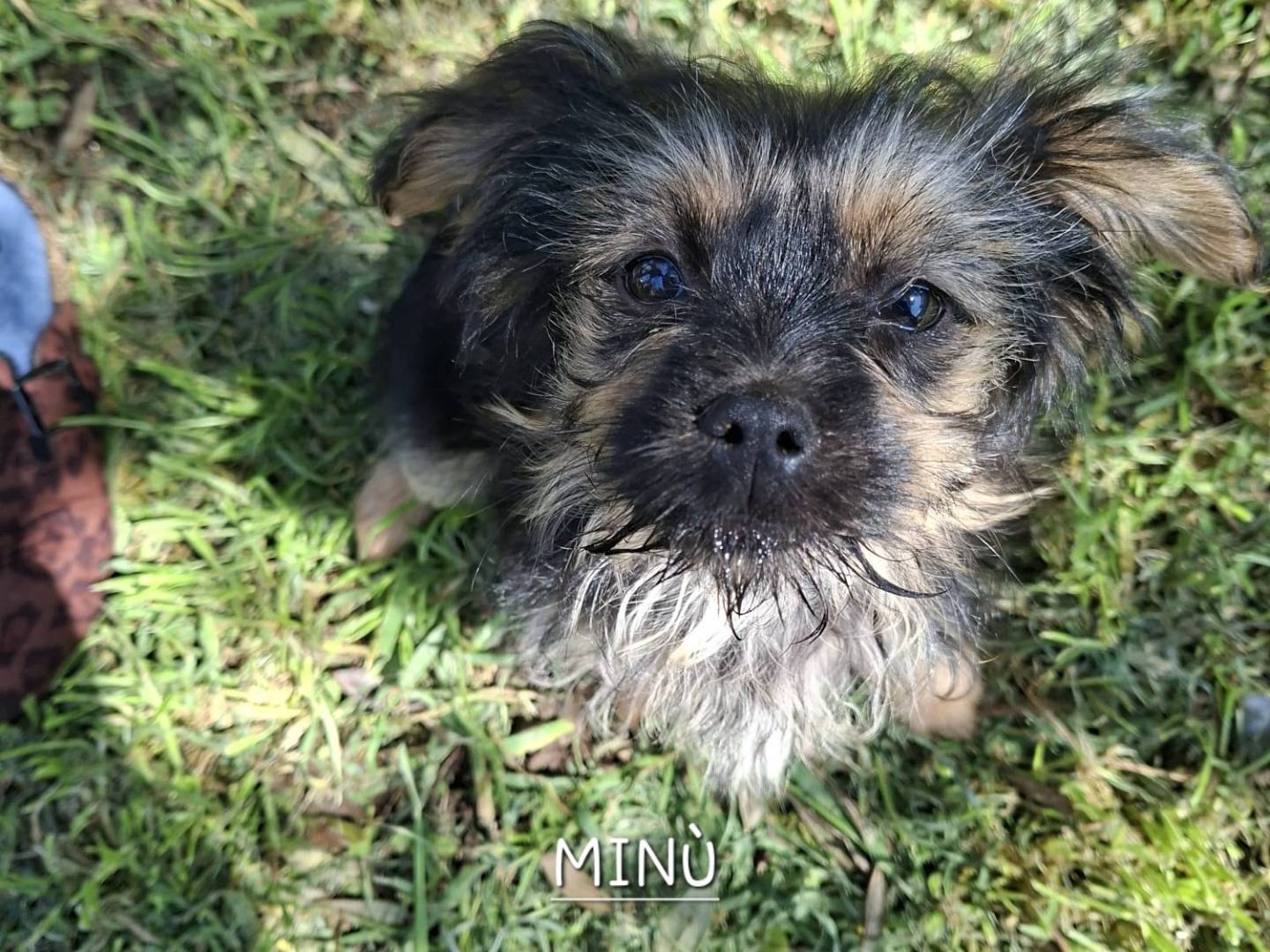 Adozione cane, femmina, Razza sconosciuta Razza sconosciuta, 3 mesi, taglia piccola, Latina