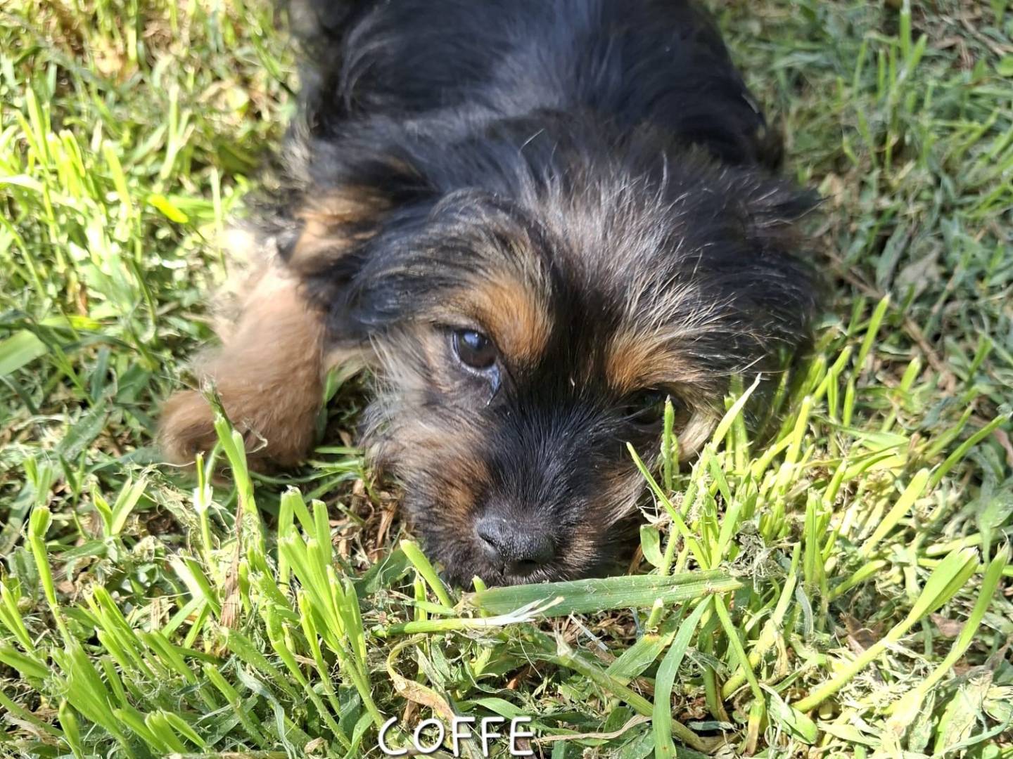 Adotta un cane, femmina, 3 mesi, Latina