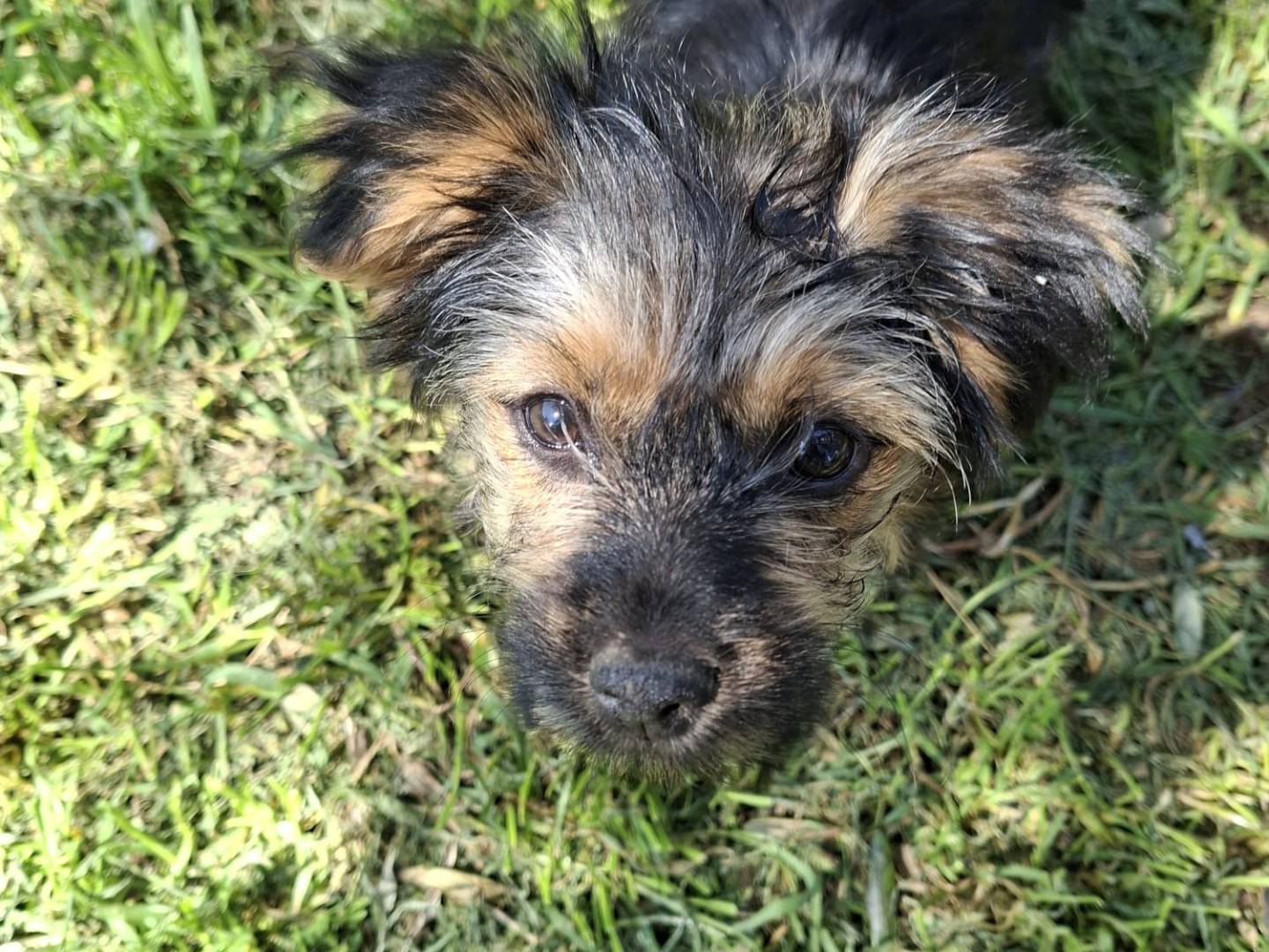 Adotta un cane, taglia piccola, femmina, Latina
