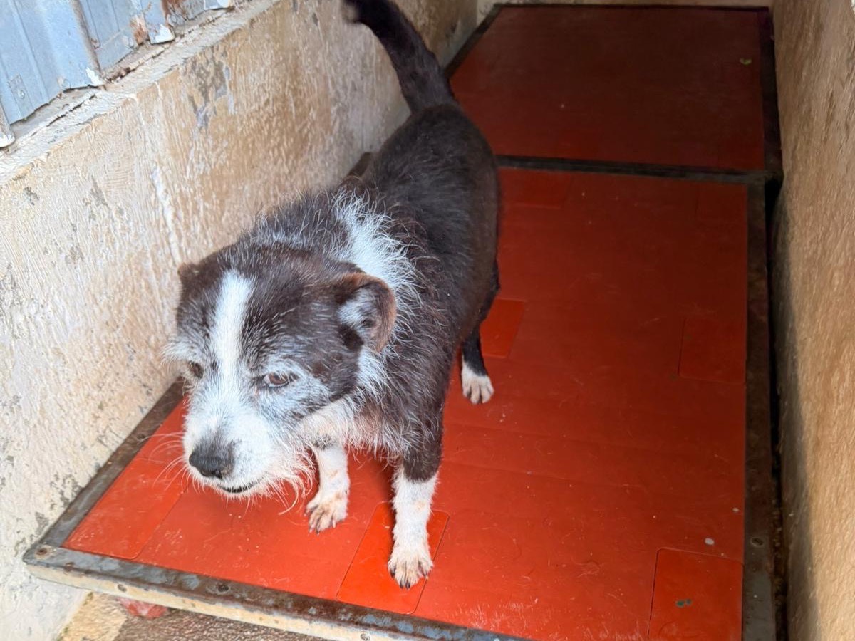 Adozione cane, maschio, Razza sconosciuta Razza sconosciuta, 12 anni, taglia piccola, Napoli