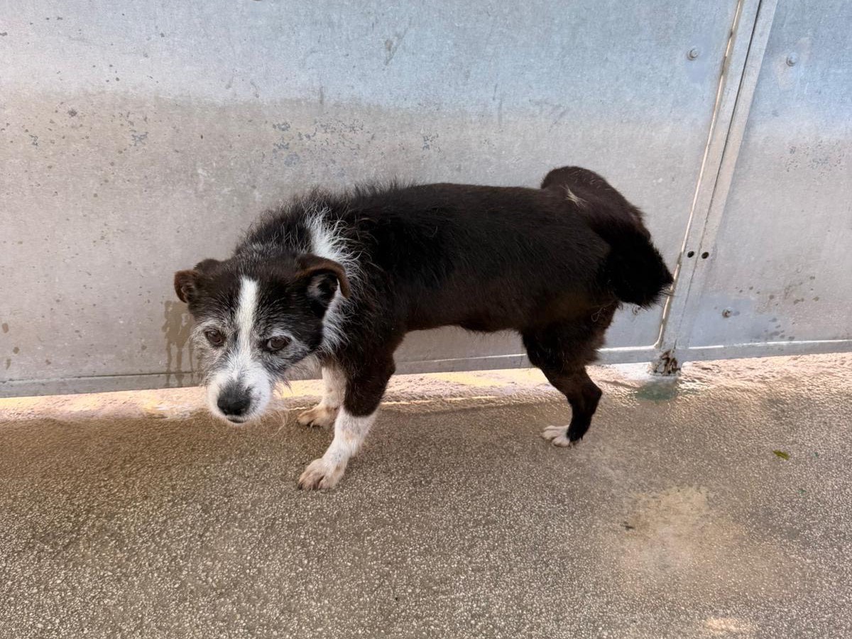Adotta un cane, maschio, 12 anni, Napoli