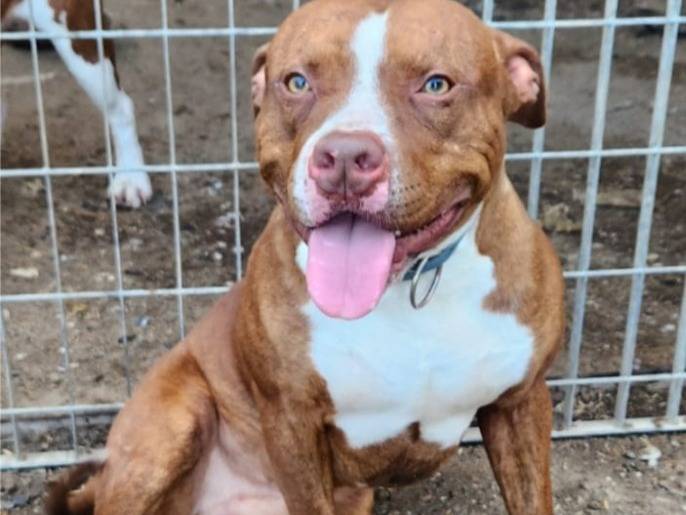 Adozione cane, maschio, Razza sconosciuta Razza sconosciuta, 1 anno e 9 mesi, taglia grande, Cosenza