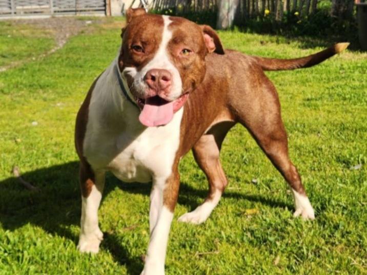 Adotta un cane, maschio, 1 anno e 9 mesi, Cosenza