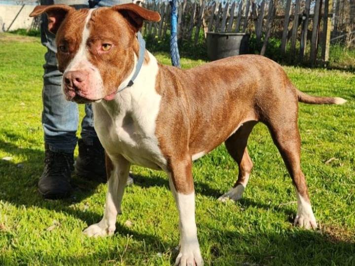 Adotta un cane, taglia grande, maschio, Cosenza