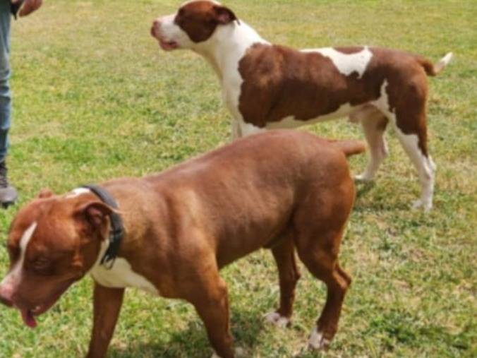 Vuoi adottare un cane a Cosenza?