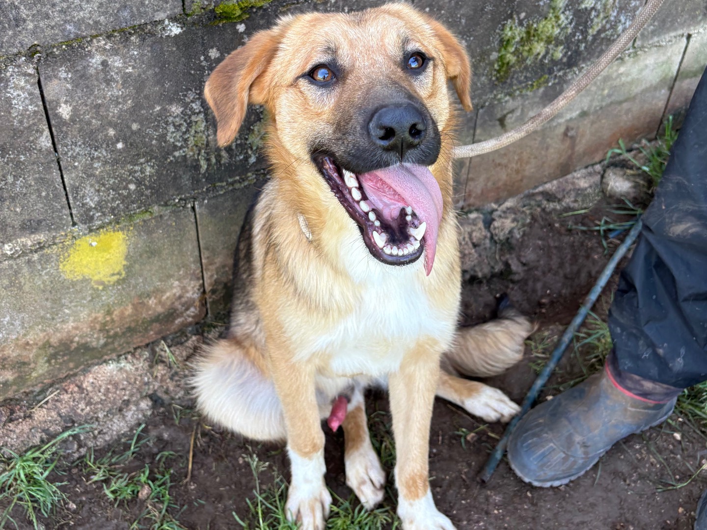 Adotta un cane, taglia media, maschio, Frosinone