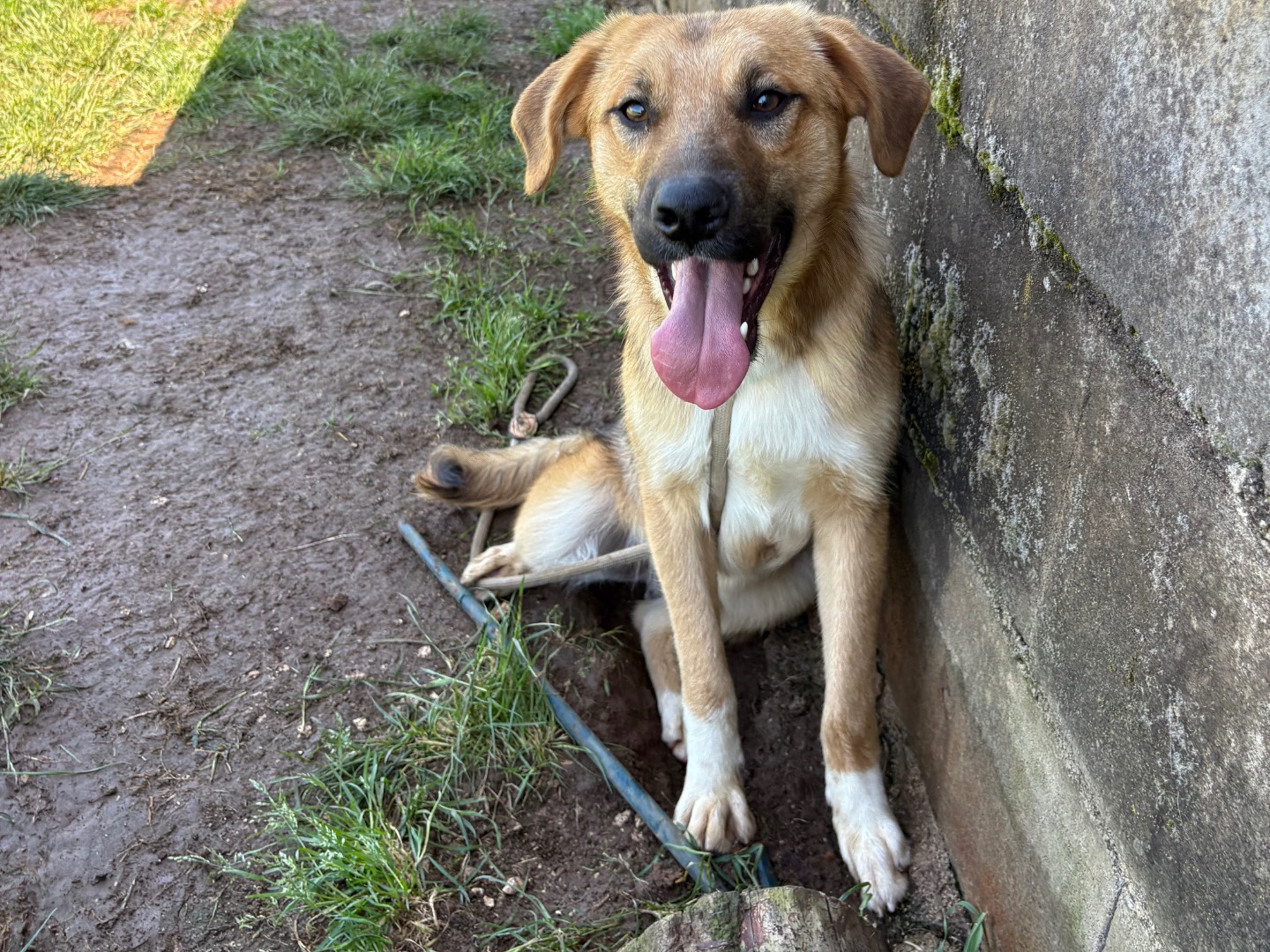 Vuoi adottare un cane a Frosinone?