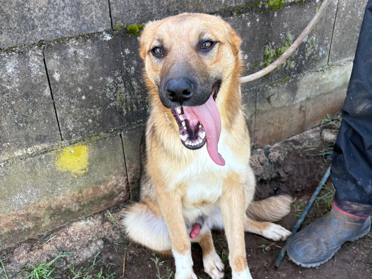 Adotta il cane Mocky a Frosinone