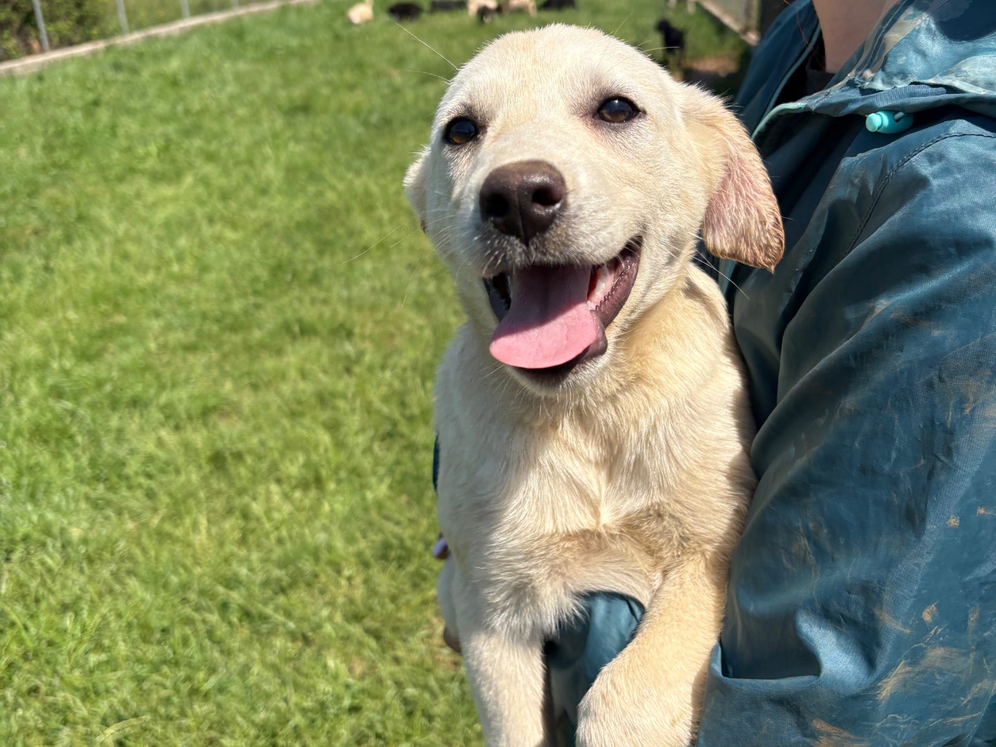 Adozione cane, femmina, Razza sconosciuta Razza sconosciuta, 3 mesi, taglia media contenuta, Frosinone