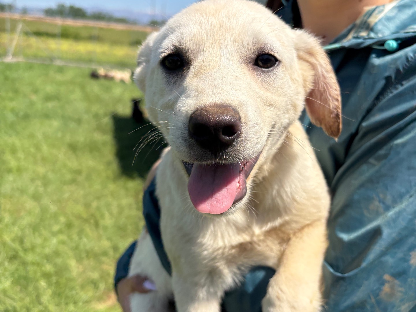Adotta un cane, femmina, 3 mesi, Frosinone