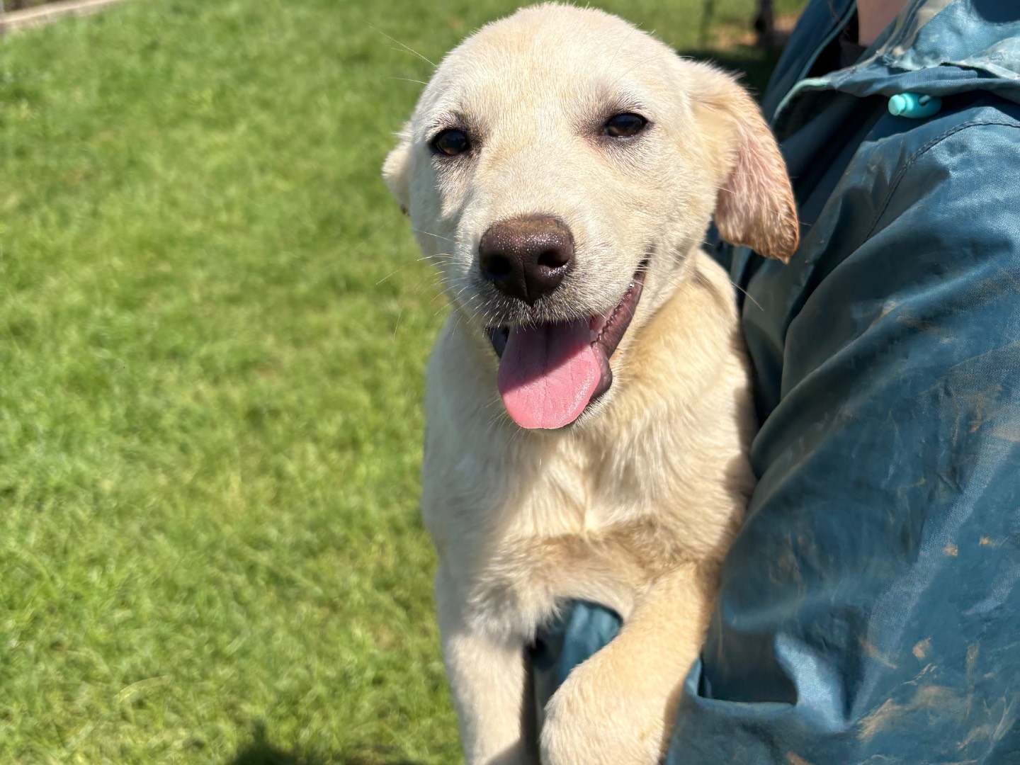 Adotta un cane, taglia media contenuta, femmina, Frosinone