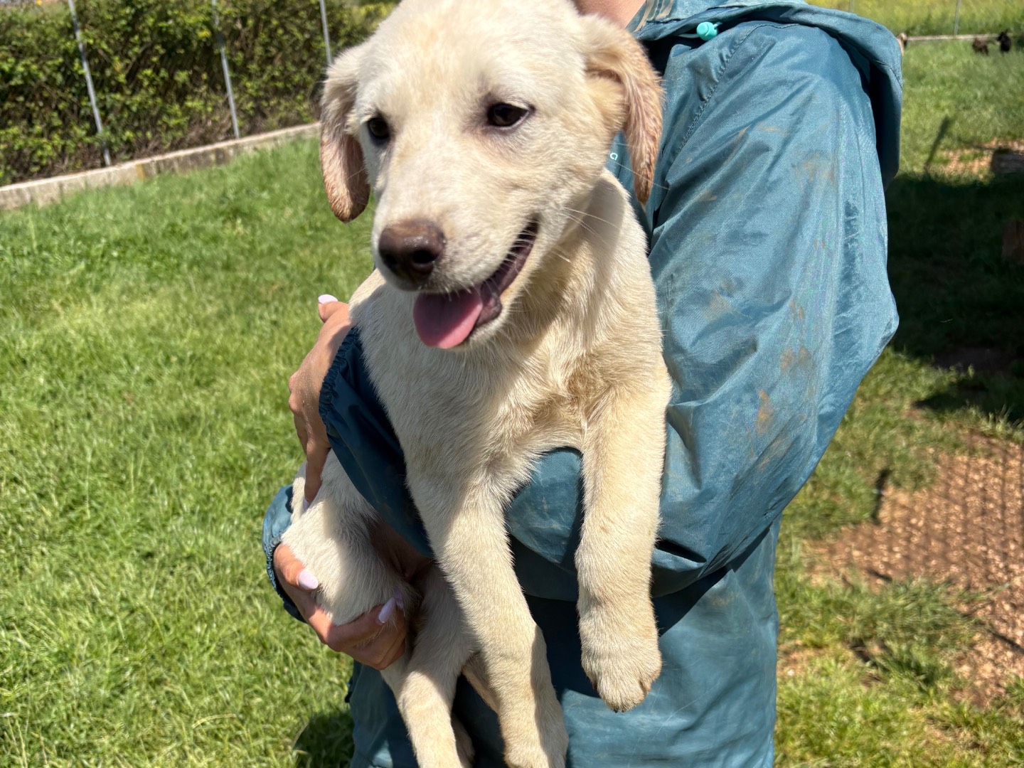 Adotta il cane Alba a Frosinone