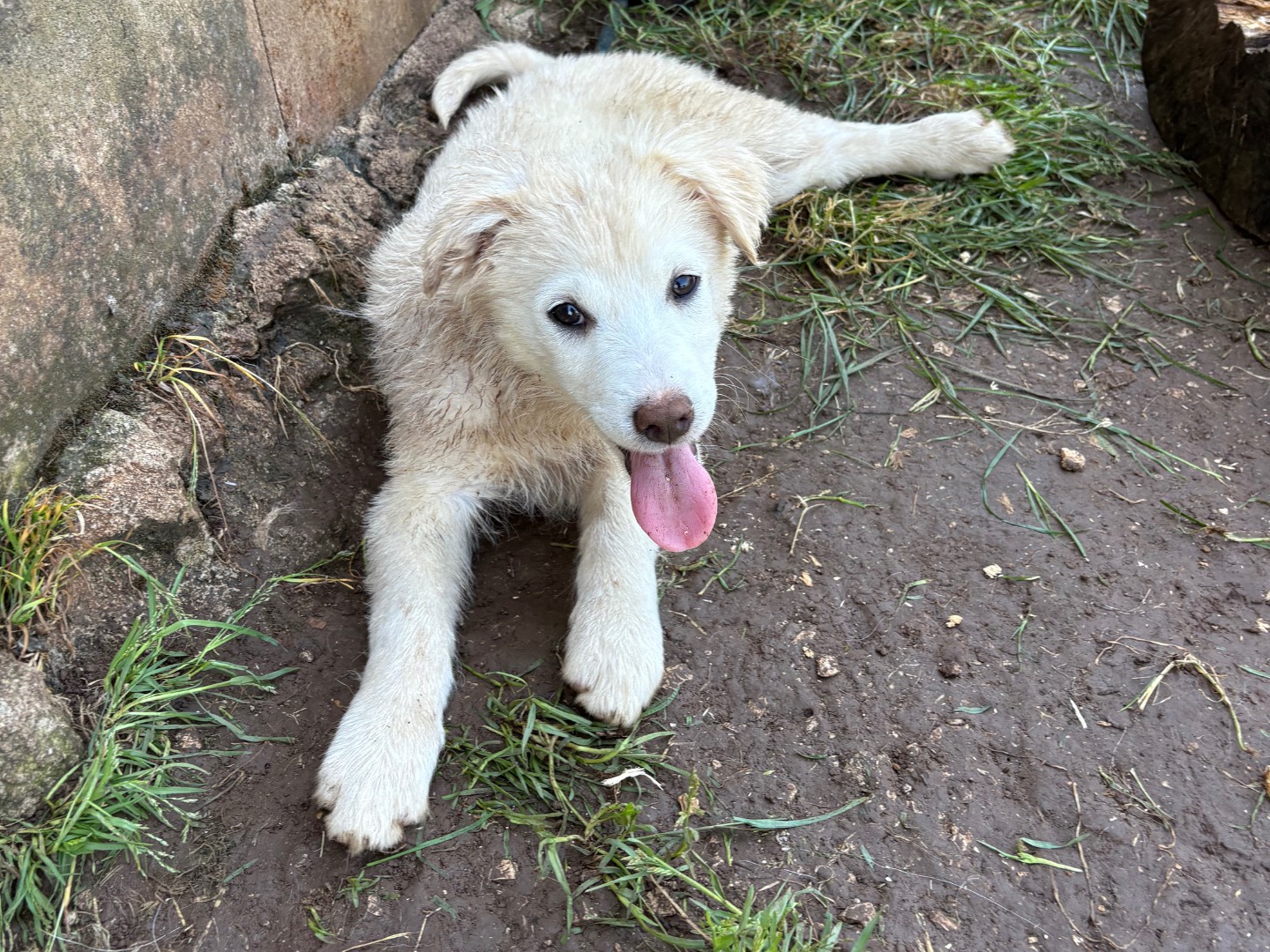 Adozione cane, femmina, Razza sconosciuta Razza sconosciuta, 3 mesi, taglia media, Frosinone