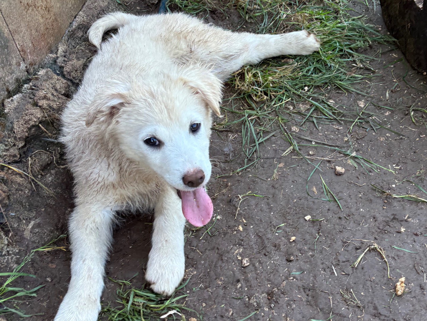 Vuoi adottare un cane a Frosinone?