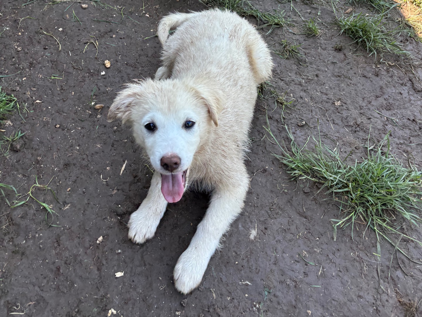 Adotta il cane asha  a Frosinone