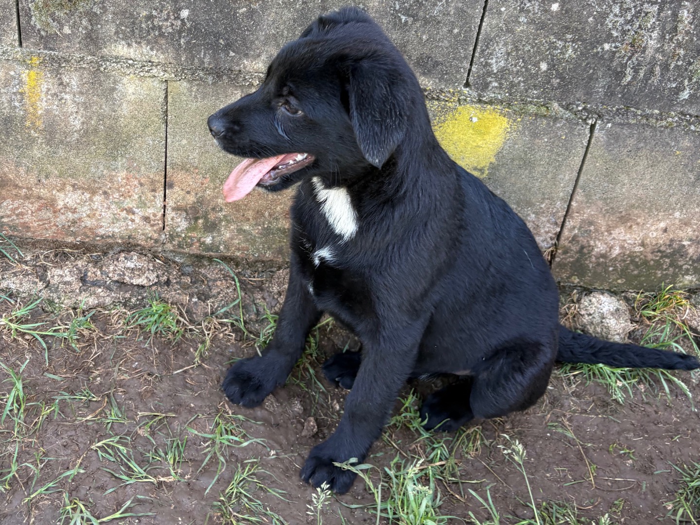 Vuoi adottare un cane a Frosinone?