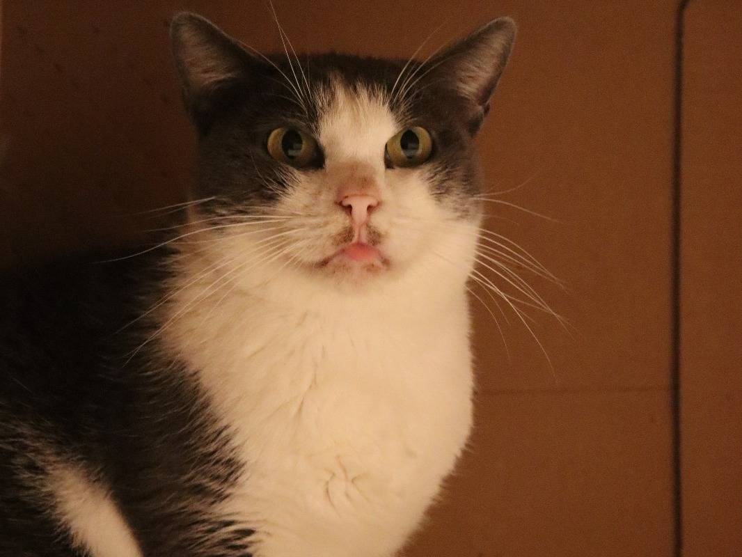 Adotta un gatto, femmina, 4 anni e 8 mesi, Barletta