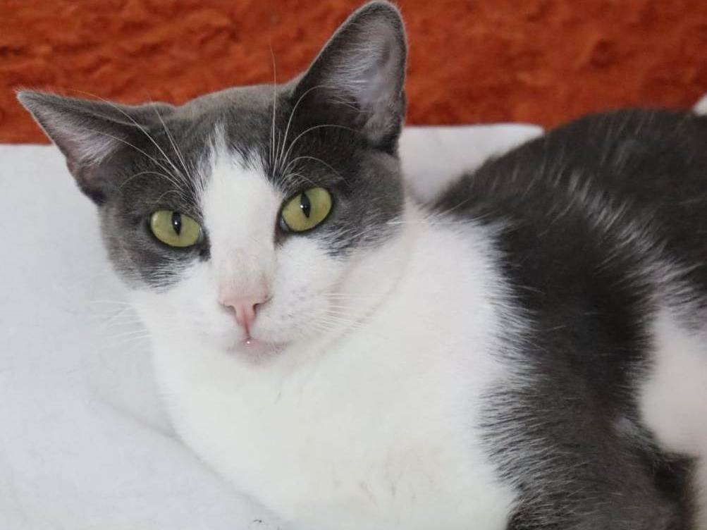 Adotta un gatto, taglia non valida, femmina, Barletta