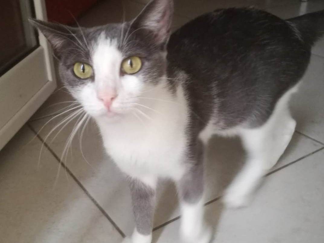 Vuoi adottare un gatto a Barletta?