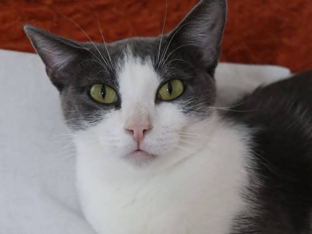 Adotta il gatto Rosalia a Barletta