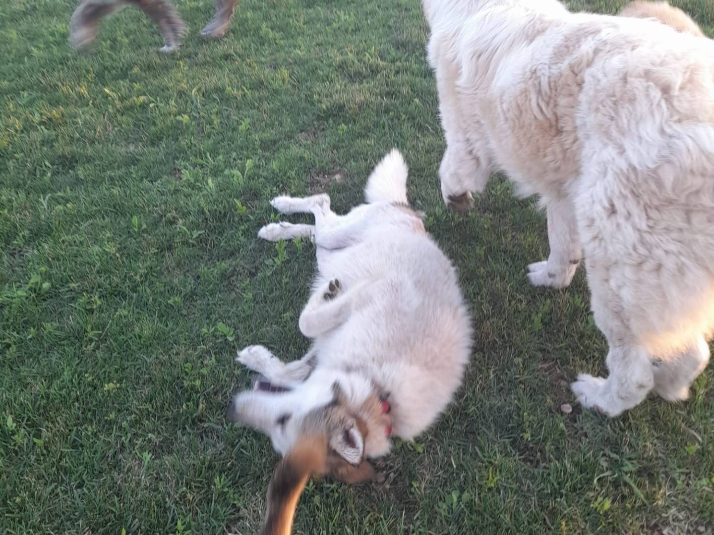 Vuoi adottare un cane a Mantova?